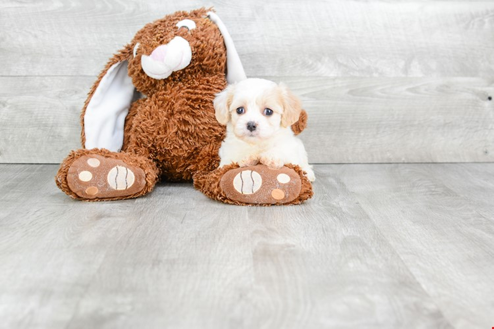 Cavachon Pup Being Cute