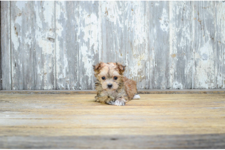 Popular Morkie Designer Pup