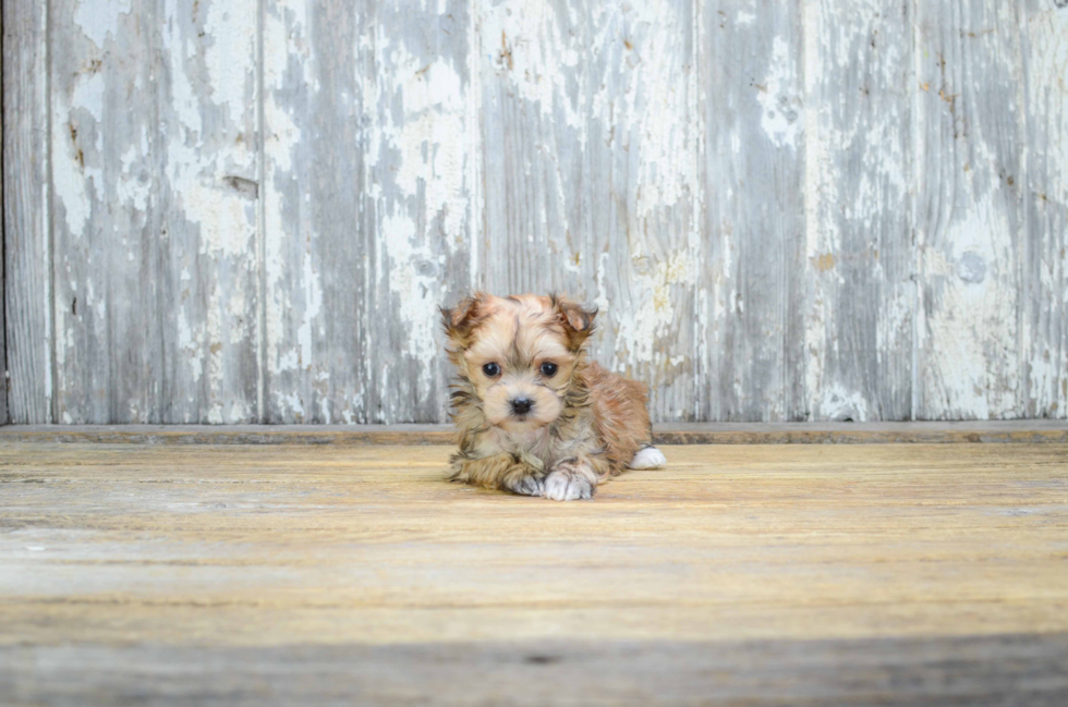 Popular Morkie Designer Pup