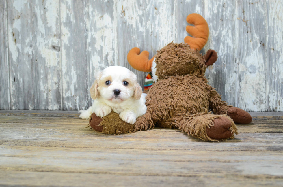 Petite Cavachon Designer Pup