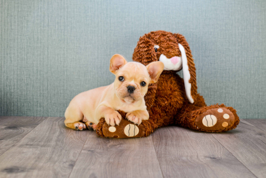 Best French Bulldog Baby