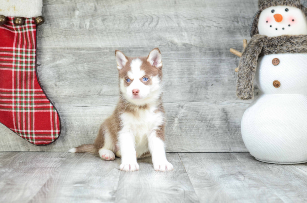 Best Pomsky Baby