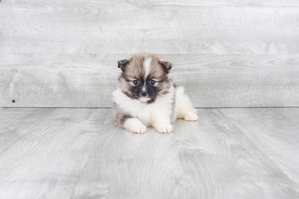 Happy Pomeranian Purebred Puppy