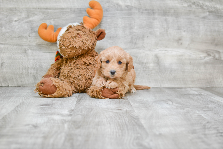 Sweet Cavapoo Baby