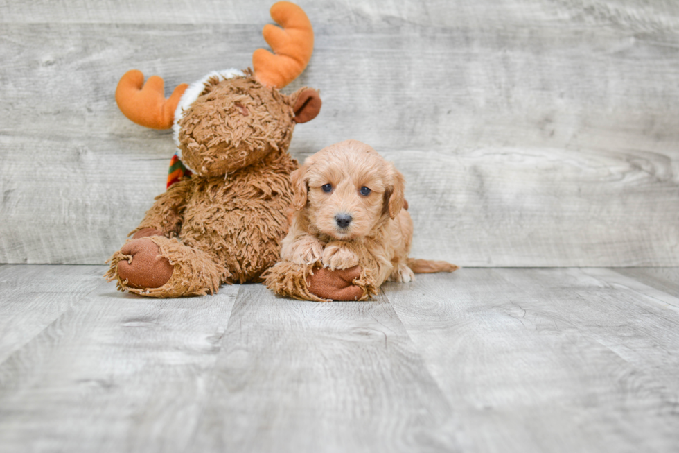 Sweet Cavapoo Baby