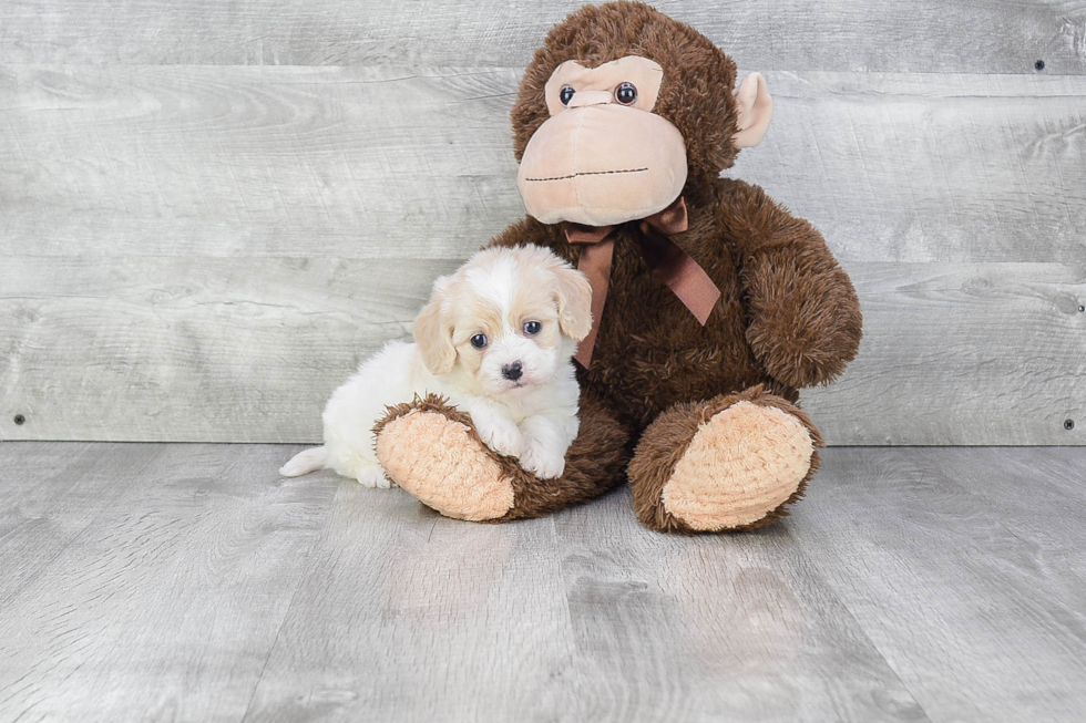 Cavachon Puppy for Adoption