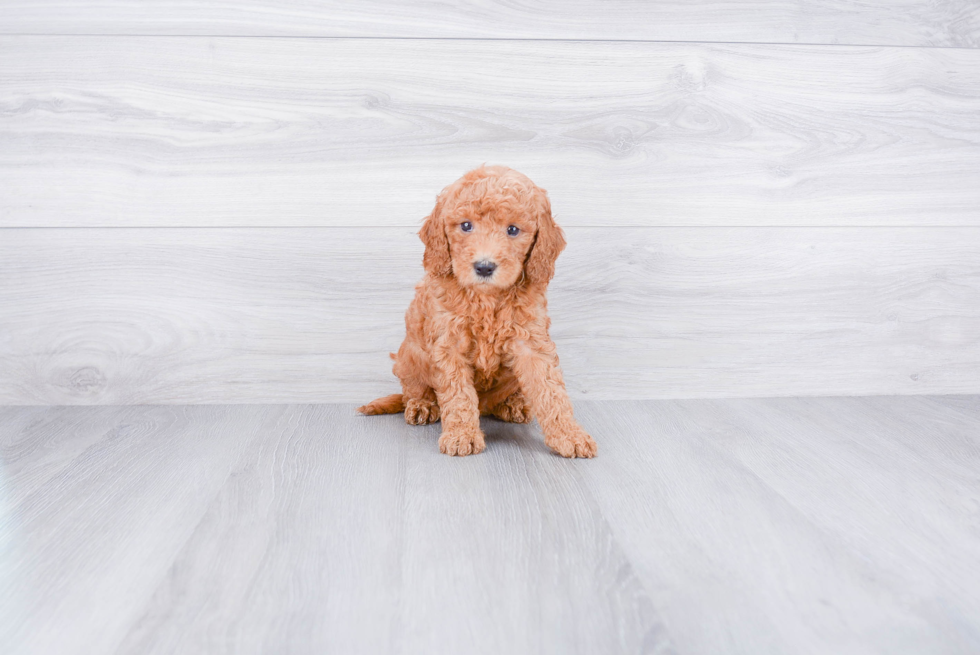 Mini Goldendoodle Pup Being Cute