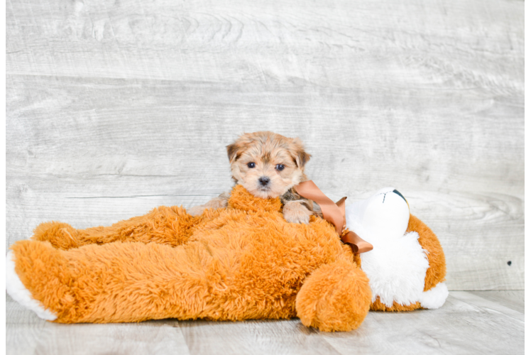 Cute Morkie Baby