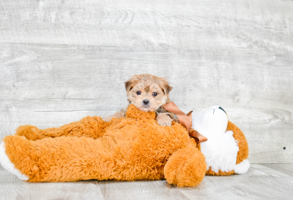 Cute Morkie Baby