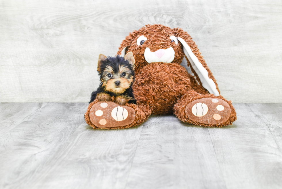 Meet Nugget - our Yorkshire Terrier Puppy Photo 