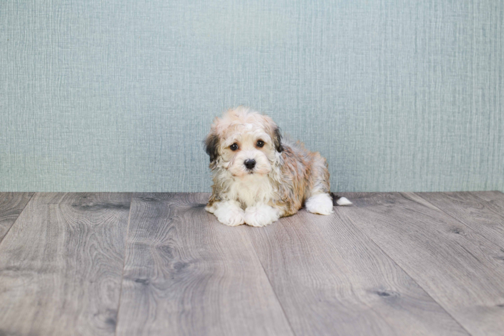 Popular Havanese Baby