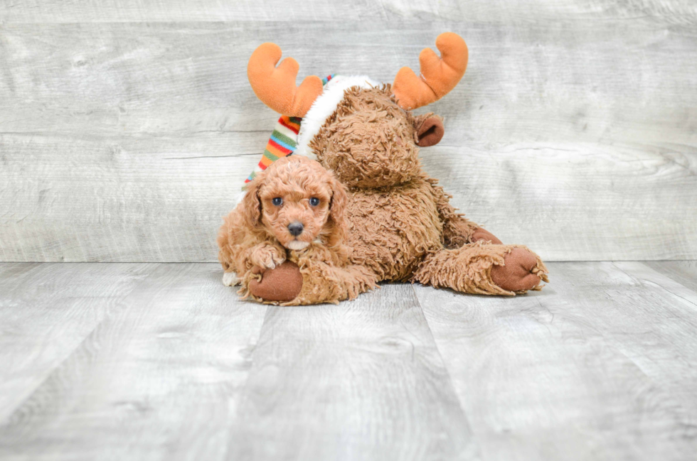 Maltipoo Pup Being Cute