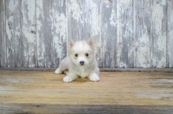 Little Mini Husky Designer Puppy