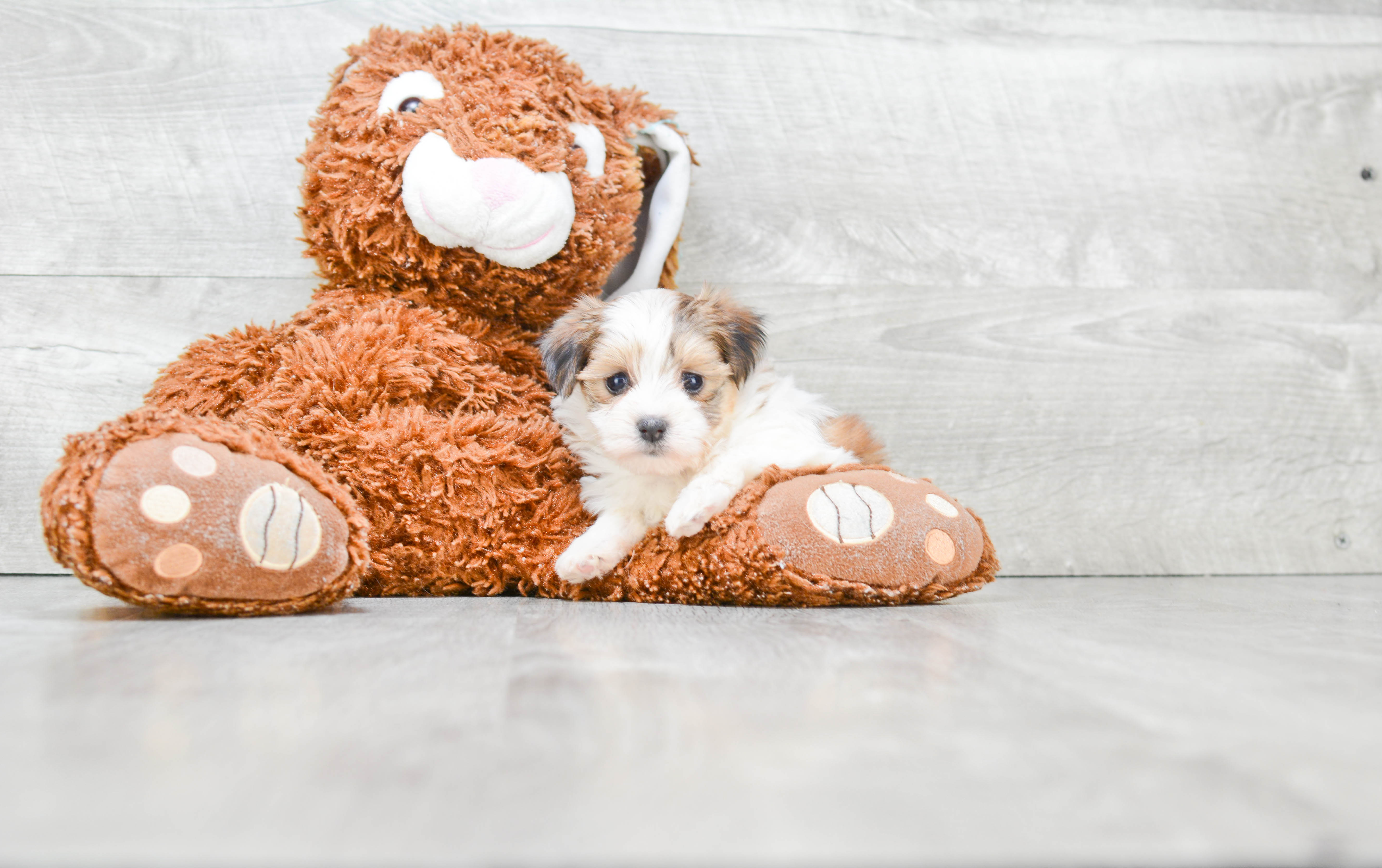 Sweet Morkie Baby