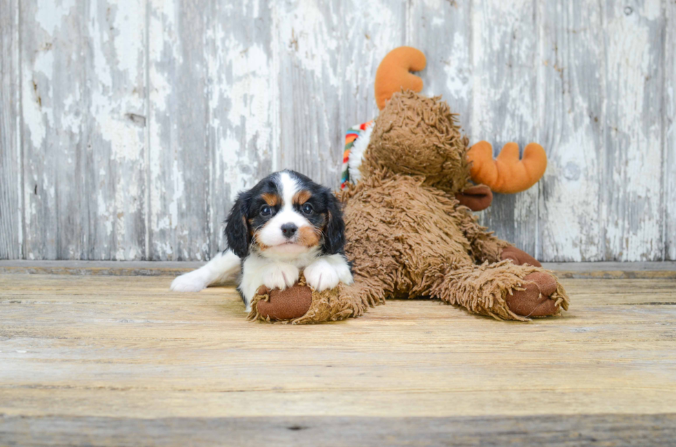 Hypoallergenic Cavalier King Charles Spaniel Baby