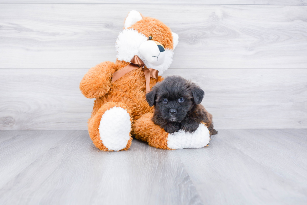 Teddy Bear Pup Being Cute