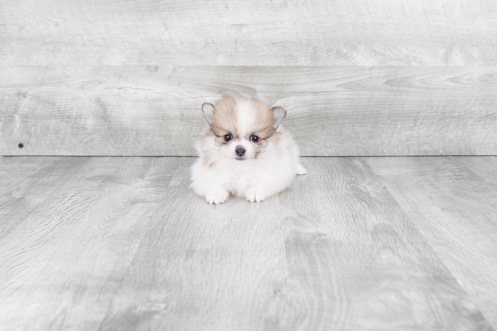 Pomeranian Pup Being Cute