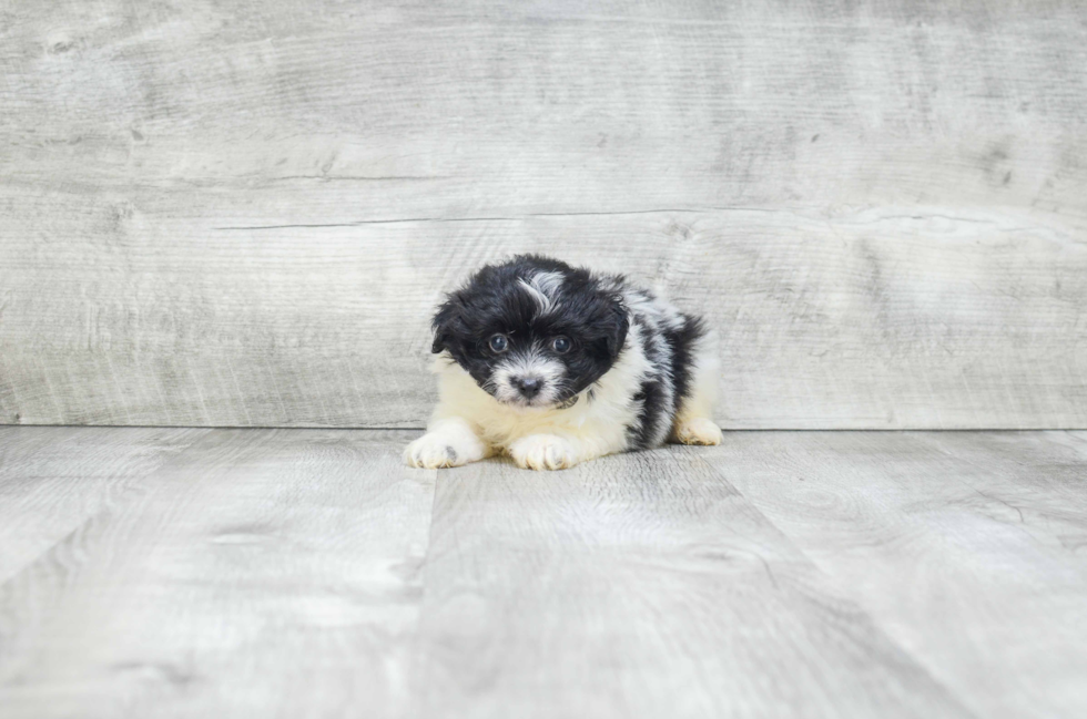 Friendly Pomeranian Purebred Pup