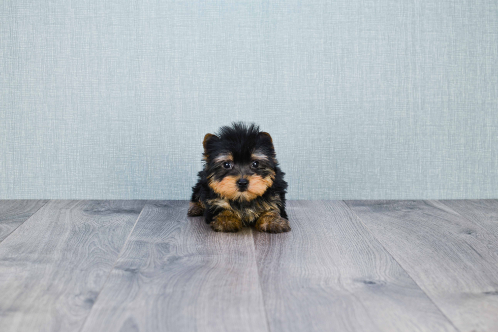 Meet Zoro - our Yorkshire Terrier Puppy Photo 