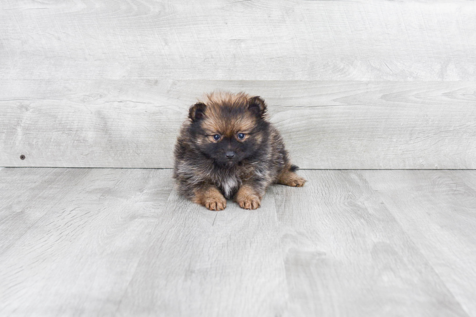 Sweet Pomeranian Purebred Puppy