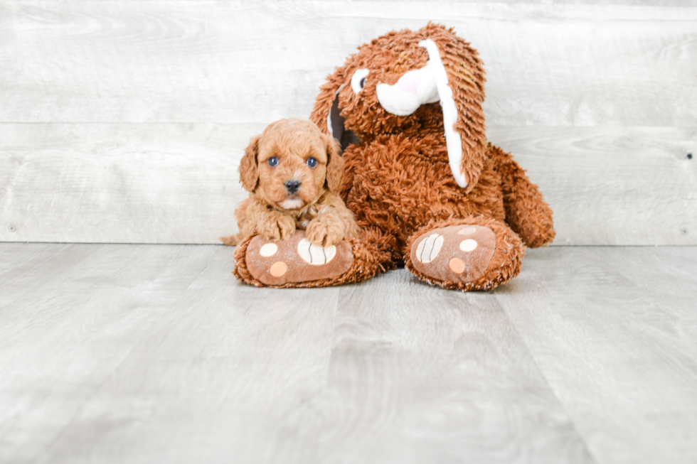 Best Cavapoo Baby