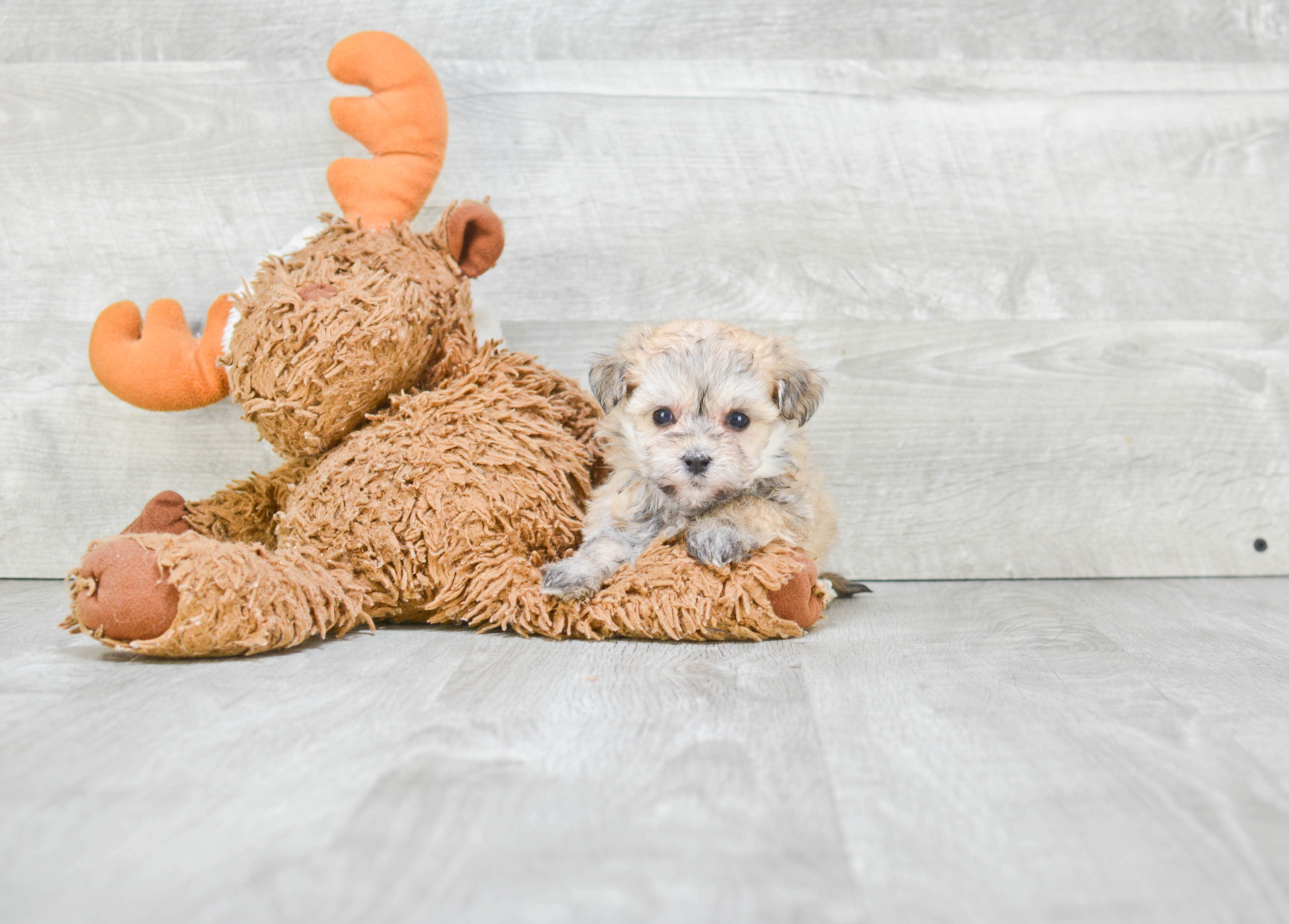 Best Morkie Baby
