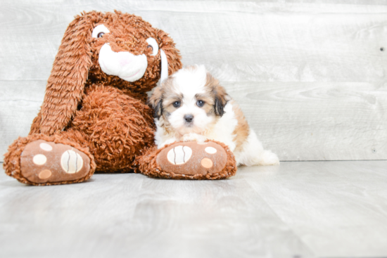 Friendly Teddy Bear Baby