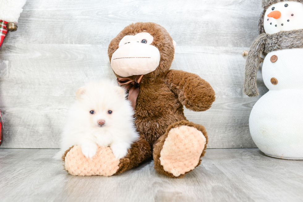 Happy Pomeranian Purebred Puppy