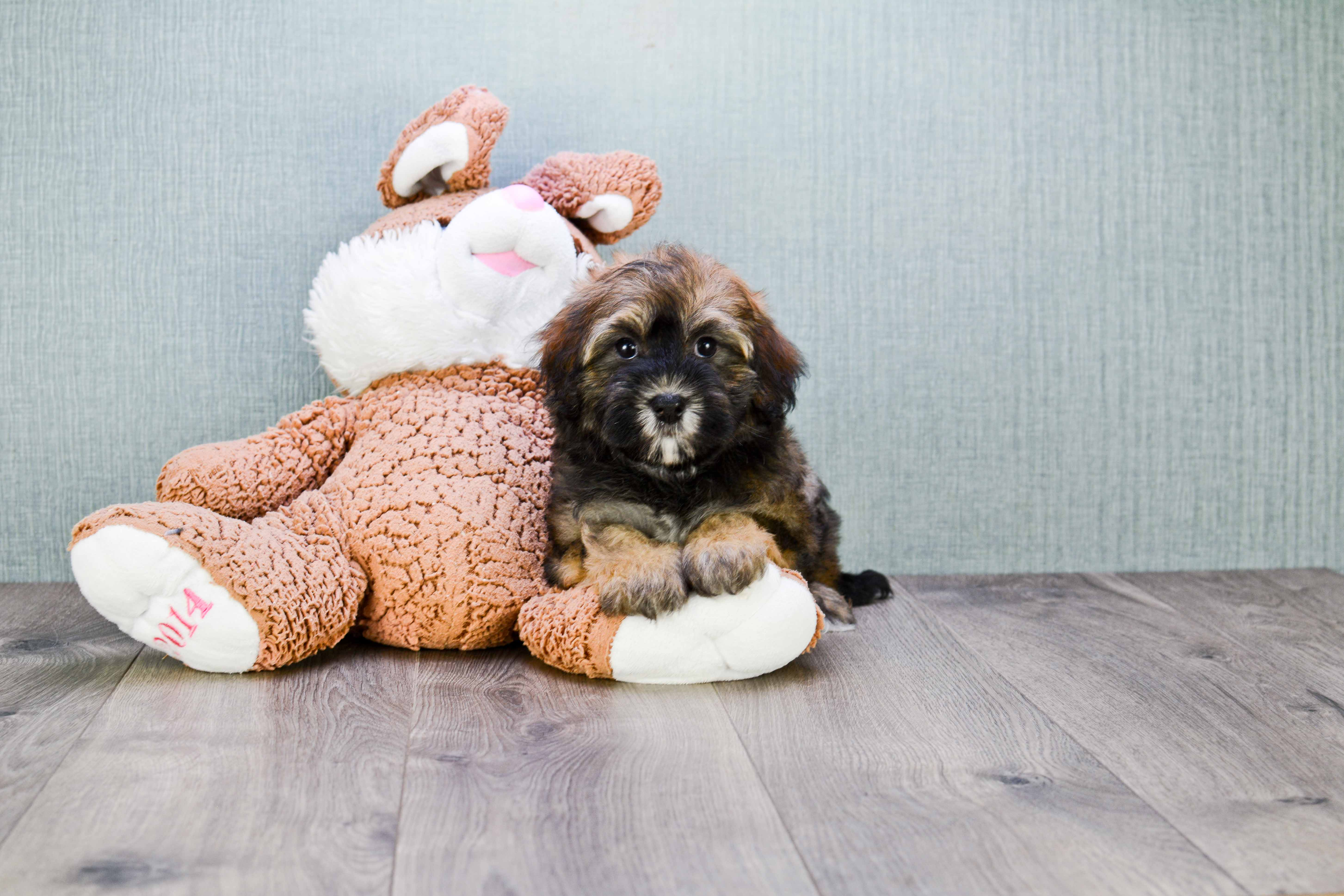 Little Havanese Purebred Pup