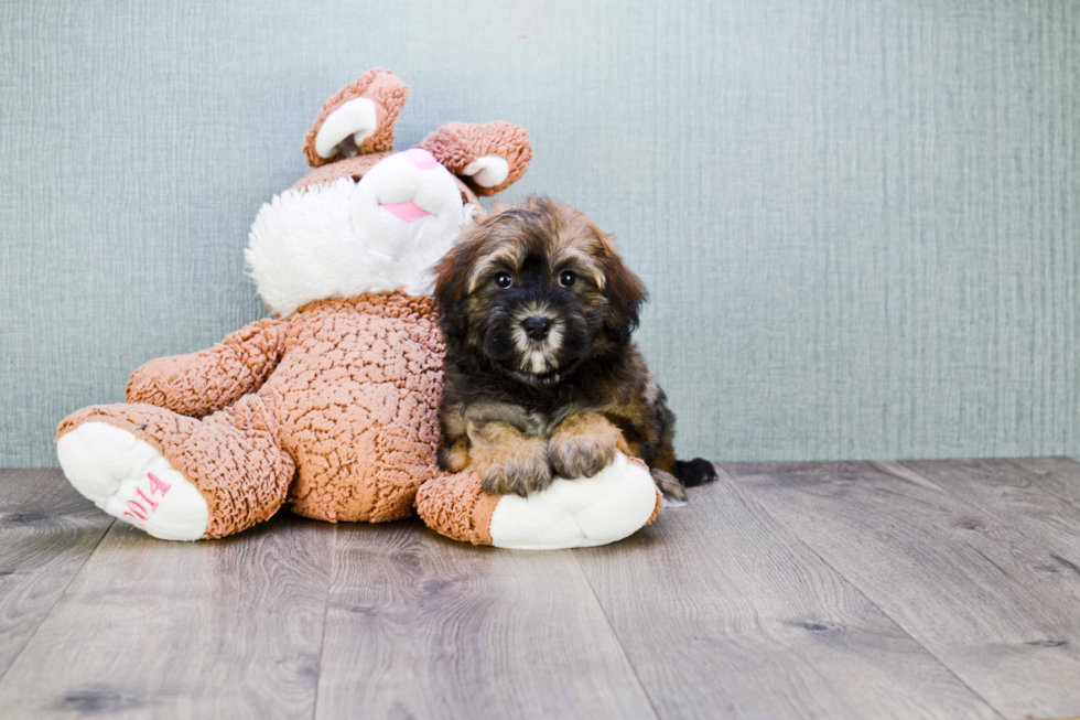 Little Havanese Purebred Pup