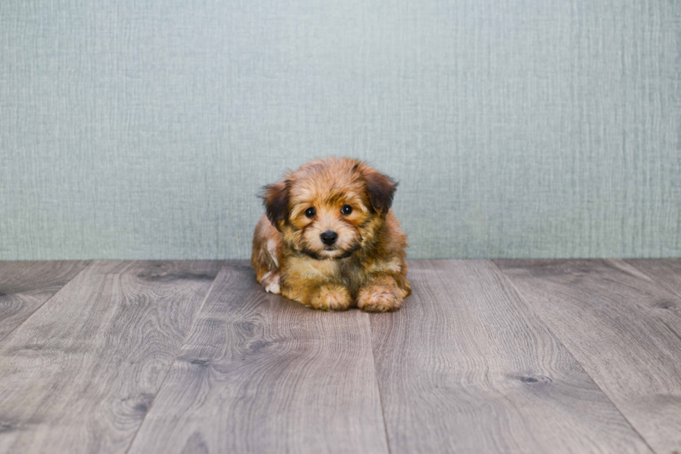 Energetic Yorkie Designer Puppy