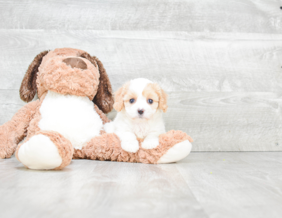 Cavachon Puppy for Adoption