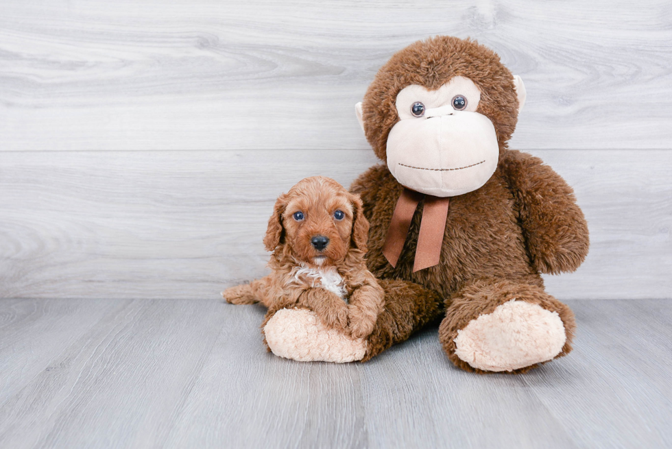 Best Cavapoo Baby