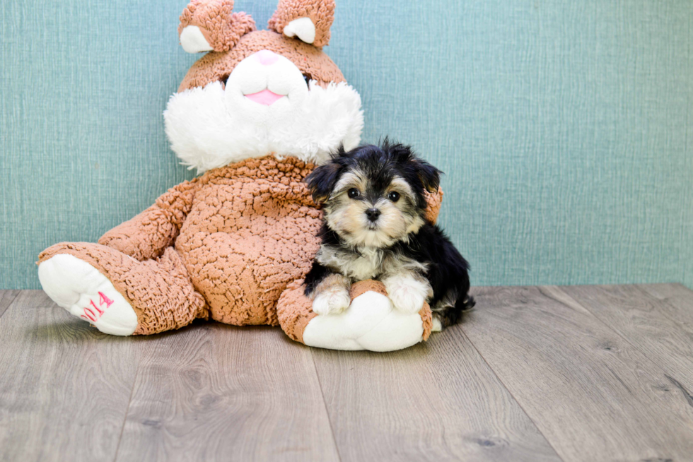 Hypoallergenic Yorkie Designer Puppy