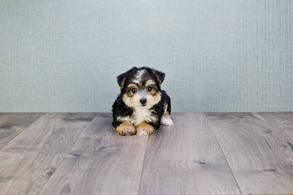 Morkie Pup Being Cute