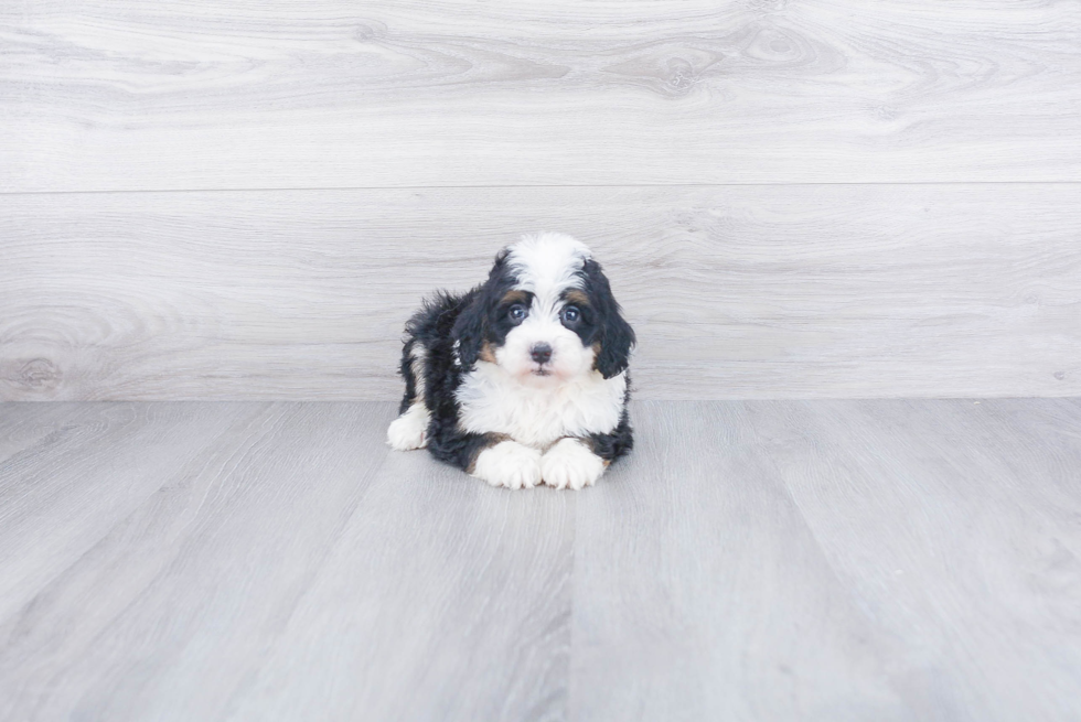 Cute Mini Bernedoodle Baby