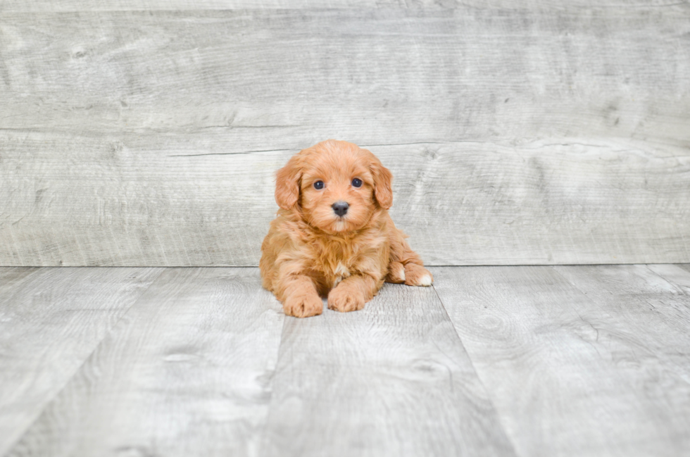 Cute Mini Bernedoodle Baby