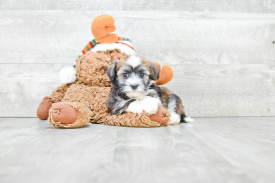 Havanese Pup Being Cute