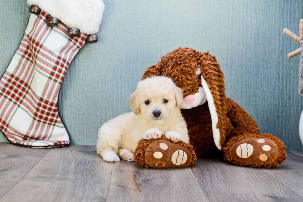 Maltipoo Puppy for Adoption