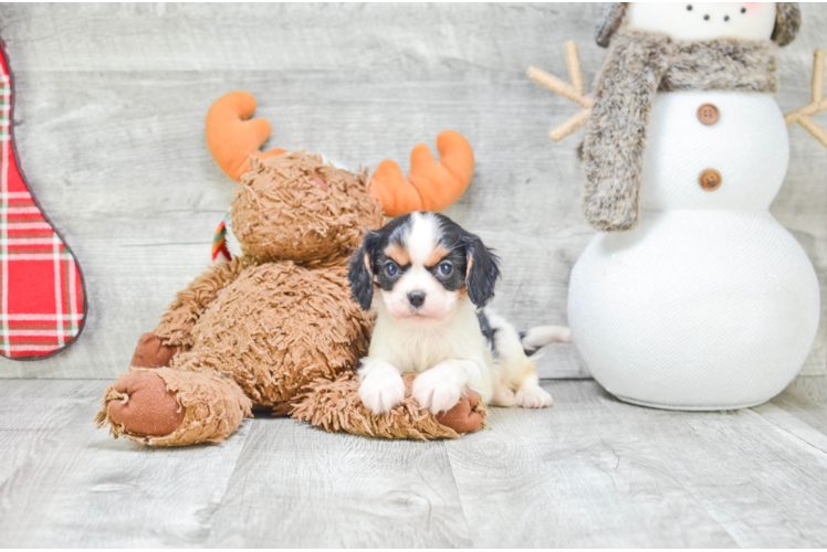 Best Cavalier King Charles Spaniel Baby