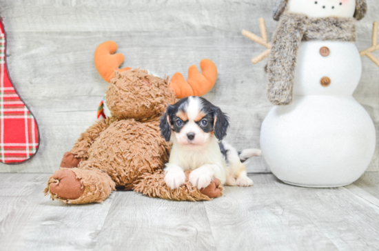 Best Cavalier King Charles Spaniel Baby