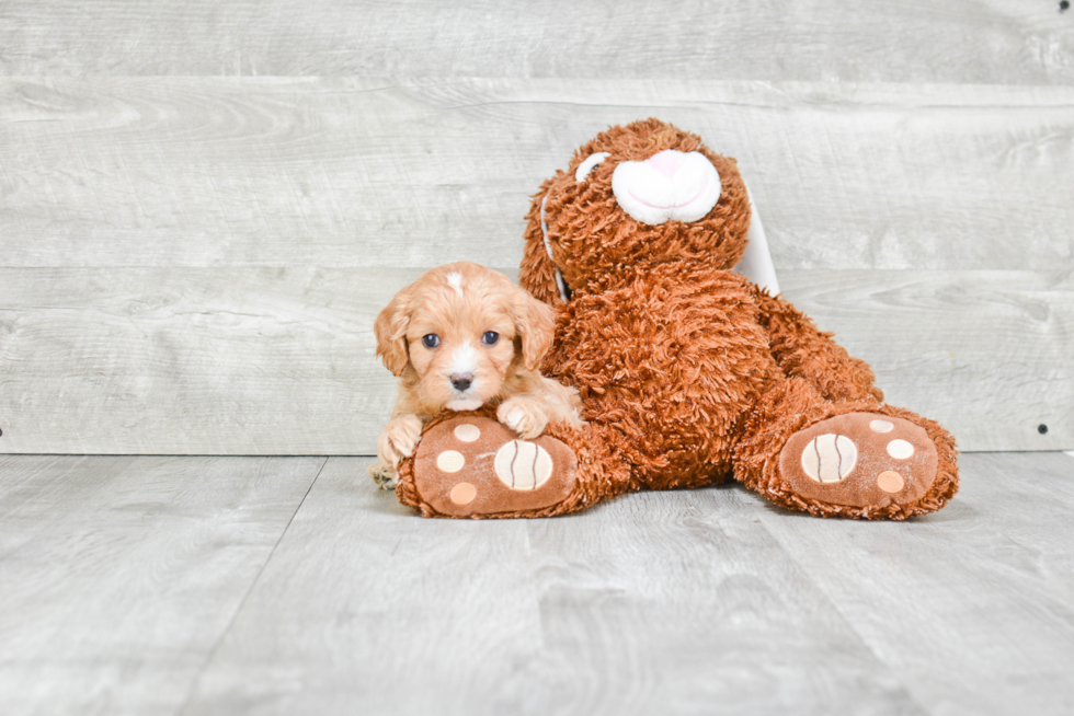 Cavapoo Puppy for Adoption