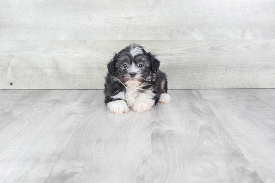 Havanese Puppy for Adoption