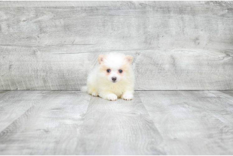 Pomeranian Pup Being Cute