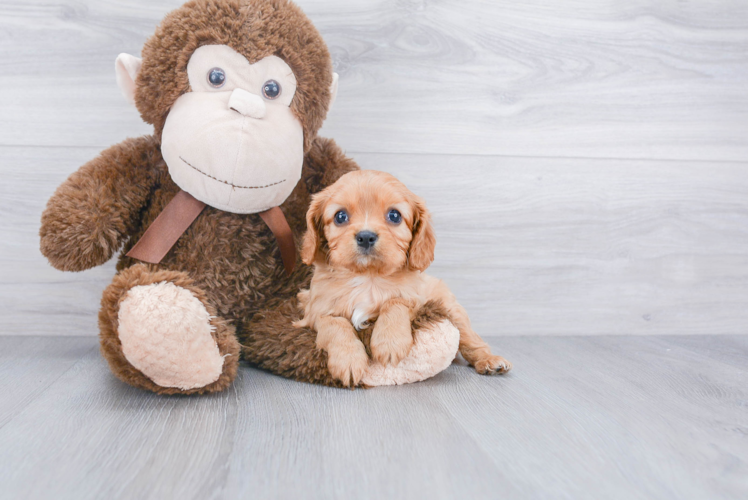 Little Cavalier King Charles Spaniel Baby