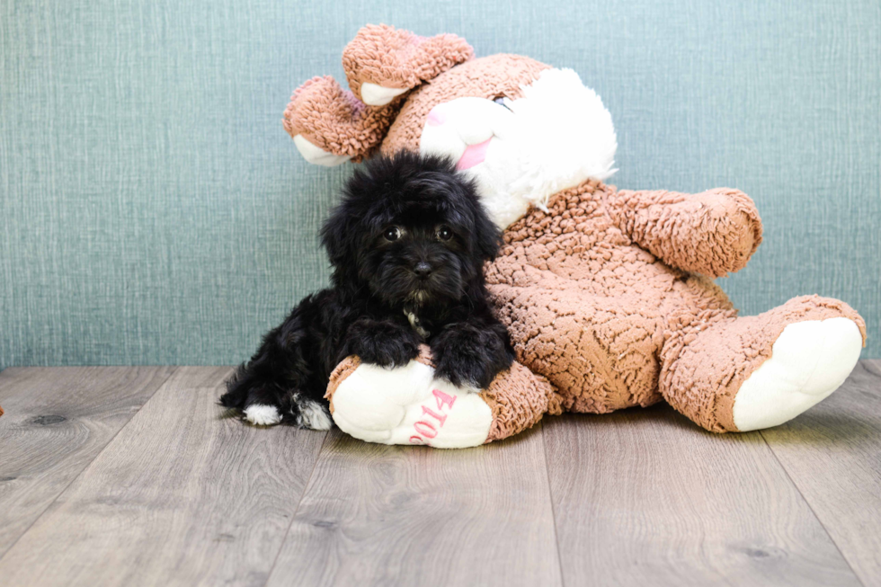 Havanese Pup Being Cute