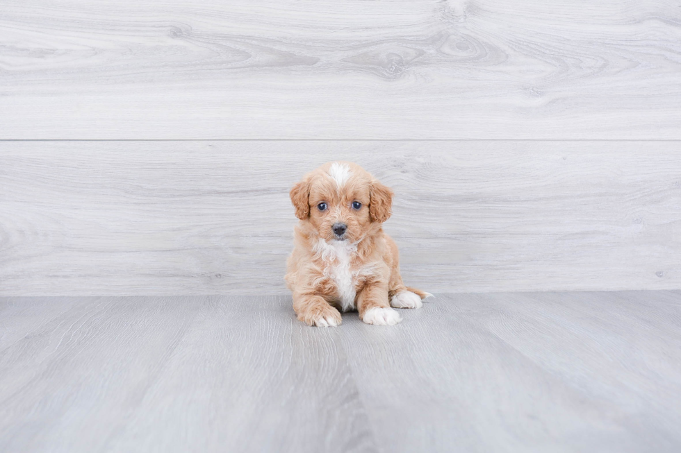 Mini Goldendoodle Pup Being Cute