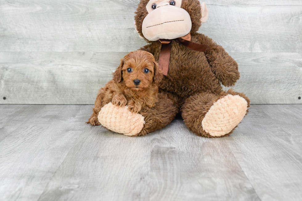 Best Cavapoo Baby