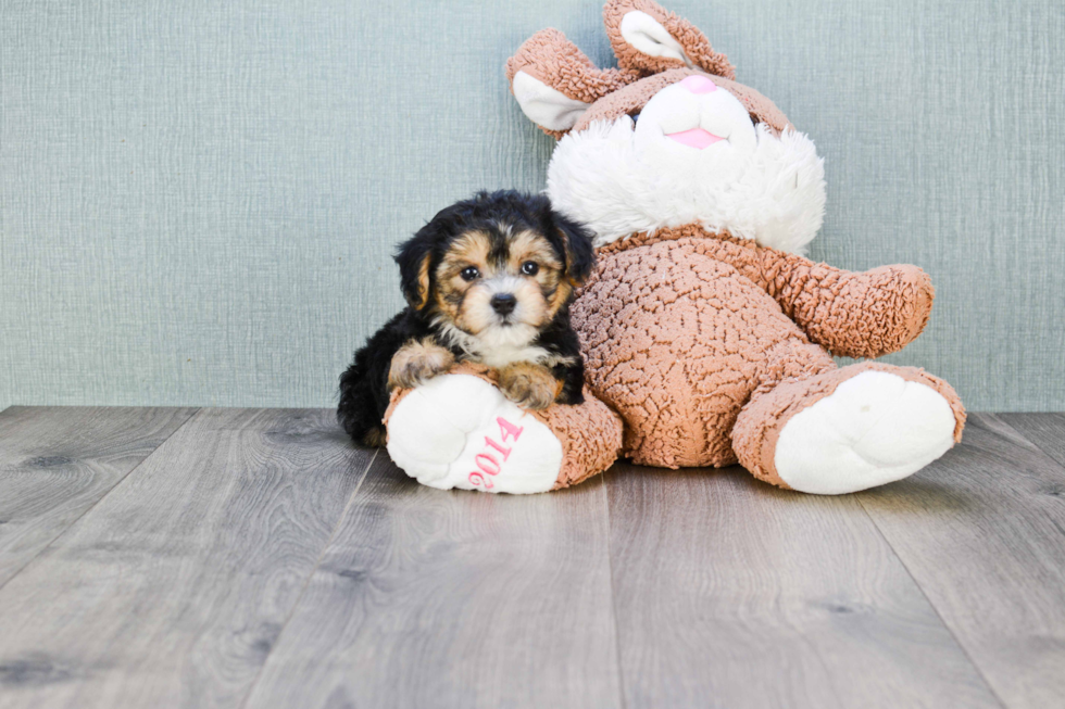 Cute Morkie Baby