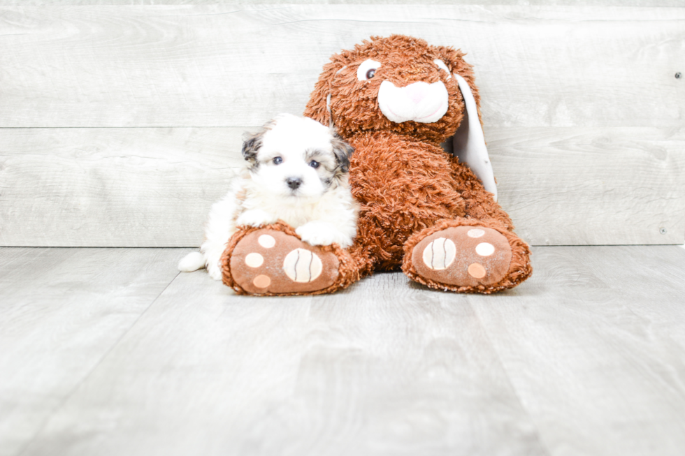 Fluffy Maltipoo Poodle Mix Pup